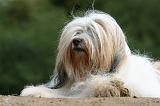 TERRIER DU TIBET 219